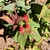 'Allgranduer Miracle Granduer' New Leaves - Novembe