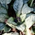 'Trevi Fountain Calyxs ' Flower Bud Closeup & Leaves - Spring -