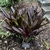 'Sparkling Burgundy' Form - June 7 - Wake Co., NC