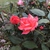 Coral 'Radral' Flower and bud