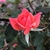 Coral 'Radral' Flower