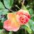 Bud