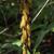 leaves and flowers