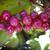 berries
