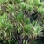 Large sparsely branched plant with rosettes of linear leaves.