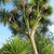 Large sparsely branched plant with rosettes of linear leaves.
