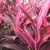 Broad, strappy leaves that are pink with green stripes.
