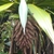 Flowering form