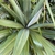 Leaves with white/yellow venation