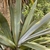 Leaves with reddish venation