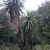 Native form