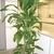 Potted plant with upright stem and strappy leave like corn.