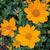 Coreopsis auriculate