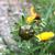 Coreopsis grandiflora