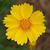 Coreopsis lanceolata