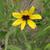 Coreopsis tripteris