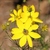 Head of yellow ray flowers and yellow disk flowers.