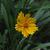 Flower and leaves