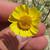 Close up of flower