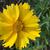 Coreopsis grandiflora