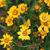 flowers and leaves