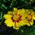flowers and leaves