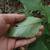 Underside of leaf