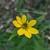 Head of yellow ray flowers and yellow disk flowers.