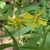 Yellow daisy "flowers"