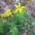 leaves and yellow daisy "flowers"