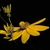 Head of yellow ray flowers and yellow disk flowers.