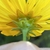 Back of flower
