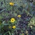Growth habit