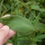 Leaf detail