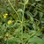 Stem