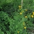 Herbaceous plant with yellow daisy "flowers."