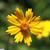 Close up of flower