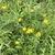 Plant with yellow daisy "flowers" growing among grasses.