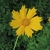 Yellow daisy "flower"