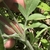 Hand cradling downy stem and node with downy leaves