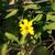 Flower, stems and leaves