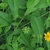 Leaves, flower, bud and stems