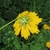 Back of "flower" showing dimorphic bracts