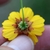Back of flower