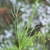 Leaves and stem