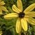 eaves and flowers