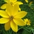 Head of yellow ray flowers and yellow disk flowers.