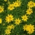 Lots of yellow daisy "flowers"