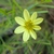 Close up of flower