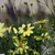 Flowers and buds